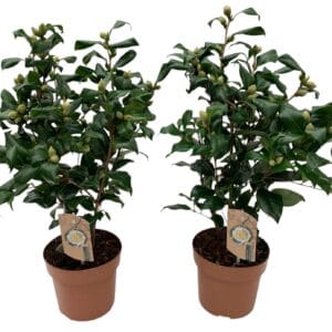 Camellia japonica Brushfields Yel 20-25 knoppen
(6 Plants/Order)(17cmP 55cmH)