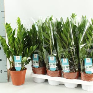 Zamioculcas zamiifolia zamioculcas 14 cm
(7 Plants/Order)(14cmP 50cmH)