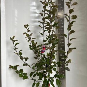 Malus Malus transitoria Appletini 
(1 Plants/Order)(29cmP 110cmH)