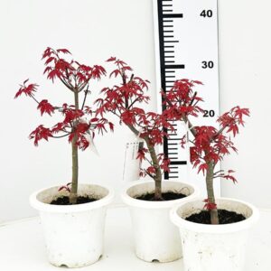 Acer palmatum Deshojo Acer palmatum "deshojo", Pot 12 cm.
(4 Plants/Order)(12cmP 30cmH)