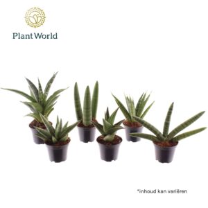 Sansevieria Cylindrica Sansevieria luxe mix 7 cm
(28 Plants/Order)(7cmP 15cmH)