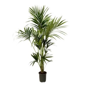 Howea forsteriana Howea Forsteriana - 180cm
(1 Plants/Order)(22cmP 180cmH)