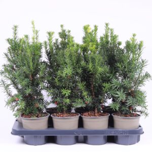 Taxus media Hicksii Taxus media 'Hicksii'
(8 Plants/Order)(13cmP 40cmH)