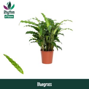 Calathea Blue Grass Calathea 12cm Bluegrass - Rhythm of Nature
(10 Plants/Order)(12cmP 40cmH)