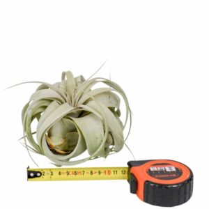 Tillandsia tillandsia xerographica x10
(10 Plants/Order)(12.5cmP 12cmH)