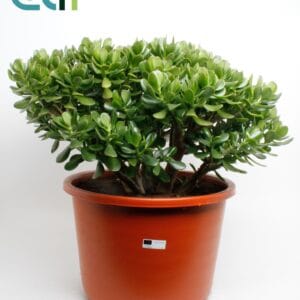Crassula ovata Crassula Argentea Ovata
(1 Plants/Order)(44cmP 70cmH)