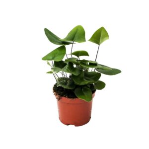 Hemionitis arifolia Hemionitis Arifolia (Hartjesvaren)
(20 Plants/Order)(8.5cmP 20cmH)
