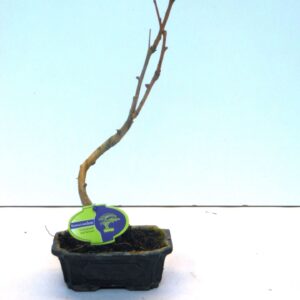 Ginkgo Ginkgo biloba shape with drip tray 
(8 Plants/Order)(15cmP 35cmH)