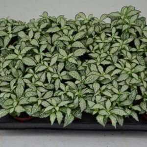 Fittonia Mosaic White Forest Flame fittonia white forest flame 7 cm Pot
(16 Plants/Order)(7cmP 10cmH)