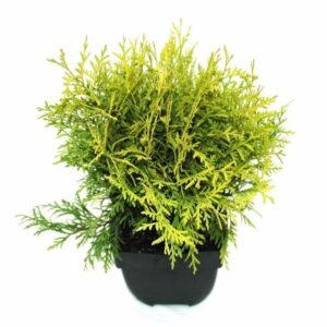 Thuja Golden Globe Thuja occidentalis 'Golden Globe' P17
(6 Plants/Order)(17cmP 30cmH)