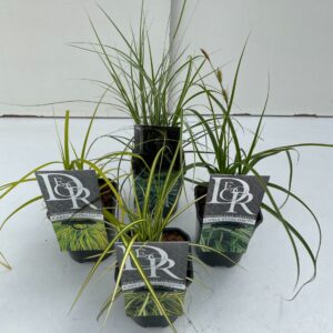 Siergrassen mix Carex mix exclusief
(10 Plants/Order)(13cmP 25cmH)