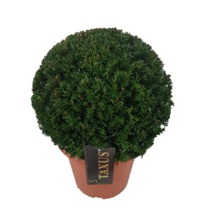 Taxus baccata Taxus baccata ball p24 (th) 30-35 ©
(1 Plants/Order)(24cmP 30cmH)