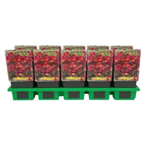 Delosperma cooperi Delosperma cooperi Delmara 'Fuchsia' P11
(10 Plants/Order)(11cmP 25cmH)