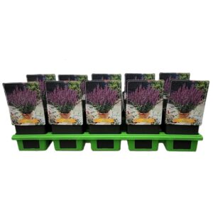 Salvia nemorosa Blaukoenigin Salvia 'Blauköningin' P11
(10 Plants/Order)(11cmP 25cmH)