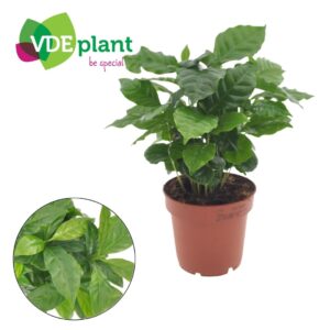 Coffea arabica Coffea Arabica
(10 Plants/Order)(12cmP 25cmH)