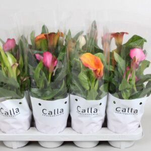 Zantedeschia mixed Zantedeschia mixed Castlemix
(8 Plants/Order)(13cmP 40cmH)