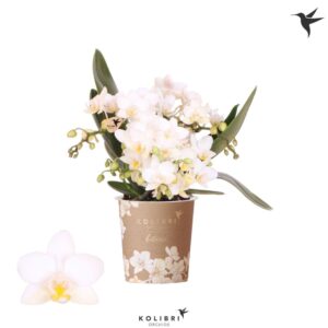 Phalaenopsis Nazare Kolibri Orchids Phalaenopsis Botanic Nazare 4 spike
(12 Plants/Order)(9cmP 35cmH)