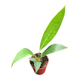 Anthurium Leaf Anthurium Big Bill
(2 Plants/Order)(9cmP 15cmH)