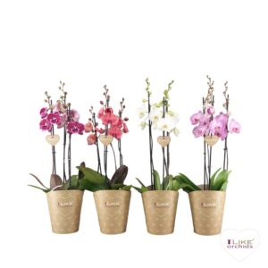 Phalaenopsis mixed Duetto mix - 3 spike
(4 Plants/Order)(17cmP 70cmH)