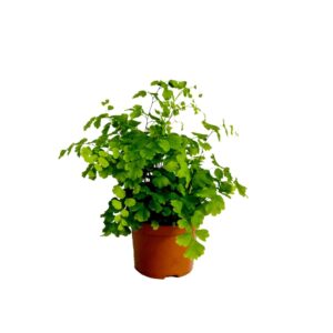 Adiantum Fragrans Adiantum Raddianum 'Fragrans'
(20 Plants/Order)(8.5cmP 20cmH)