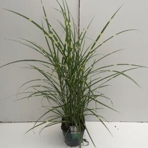Miscanthus sinensis Strictus
(1 Plants/Order)(23cmP 70cmH)