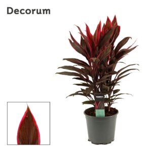 Cordyline Tango Cordyline Tango Toef 19 cm (Decorum)
(1 Plants/Order)(19cmP 55cmH)