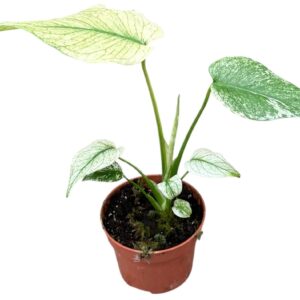 Monstera Monstera MINT
(1 Plants/Order)(10.5cmP 15cmH)