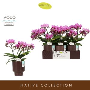 Phalaenopsis Multifloratypes other Freedanzo Robin in Emilia Brown Aquo
(6 Plants/Order)(12cmP 40cmH)