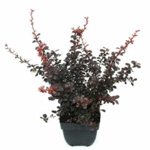 Berberis Darts Red Lady thunbergii P17
(6 Plants/Order)(17cmP 45cmH)