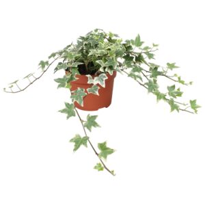 Hedera Eva Hedera helix Eva
(6 Plants/Order)(13cmP 30cmH)