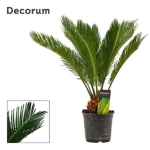 Cycas revoluta Cycas revoluta 14 cm, 10+ Feathers (Decorum)
(7 Plants/Order)(14cmP 60cmH)