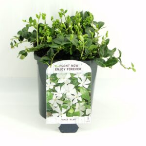 Vinca Alba Vinca minor Alba
(6 Plants/Order)(17cmP 15cmH)