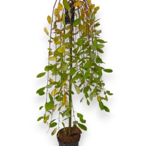 Salix caprea Kilmarnock Salix caprea 'Kilmarnock' 110cm stam C5/P23
(1 Plants/Order)(23cmP 150cmH)