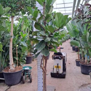 Ficus lyrata Ficus Lyrata dikke stam 260
(1 Plants/Order)(45cmP 260cmH)