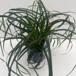 Carex oshimensis Carex 'Ribbon Falls'
(6 Plants/Order)(17cmP 30cmH)