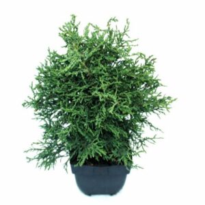 Chamaecyparis obtusa Chamaecyparis obtusa 'Lycopodioides' P17
(6 Plants/Order)(17cmP 45cmH)