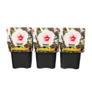 Hibiscus Hibiscus Moscheutos Caroussel Pink Candy C5
(1 Plants/Order)(21cmP 35cmH)