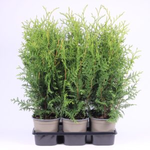 Thuja Brabant Thuja occidentalis 'Brabant'
(1 Plants/Order)(15cmP 60cmH)