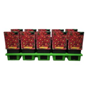 Aster (Novi-belgii Grp) Crimson Bro Aster Dumosus 'Crimson Broccade' P11
(10 Plants/Order)(11cmP 25cmH)