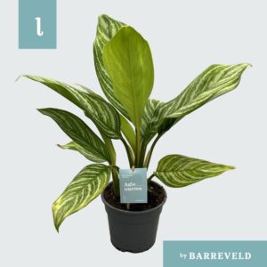 Aglaonema Stripes Green Agla 'Stripes' (Aglaonema)
(6 Plants/Order)(17cmP 65cmH)