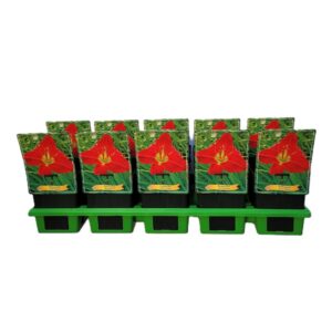 Hemerocallis Hemerocallis 'Jolly Hearts' P11
(10 Plants/Order)(11cmP 25cmH)