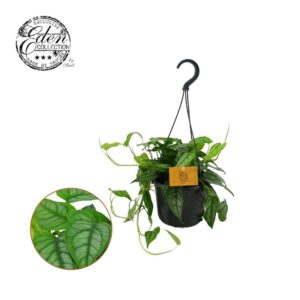 Monstera siltepecana Monstera Siltepecana 15cm HP
(5 Plants/Order)(15cmP 20cmH)