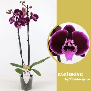 Phalaenopsis other purple more Balbina 2-tak 75 cm (GROEN)
(6 Plants/Order)(12cmP 70cmH)