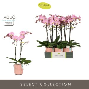 Phalaenopsis Padova Optistar Padova 2 spike in Molise Salmon Aquo
(6 Plants/Order)(12cmP 60cmH)