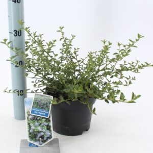 Ceanothus thyrsiflorus var. repens Ceanothus thyr. 'Repens'
(6 Plants/Order)(17cmP 30cmH)