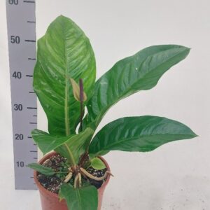 Anthurium Leaf Anthurium Plowmanii plowmanii
(4 Plants/Order)(21cmP 60cmH)