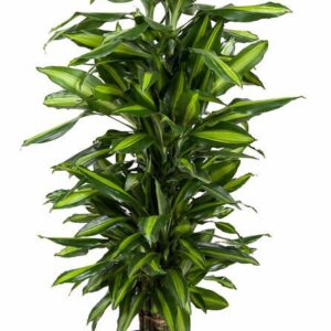 Dracaena Cintho Dracaena Cintho busch P27
(1 Plants/Order)(27cmP 120cmH)
