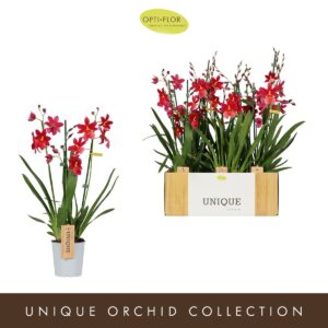 Cambria Nelly Isler Nelly Isler Red 3 spike
(6 Plants/Order)(12cmP 60cmH)