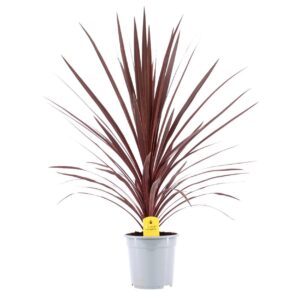 Cordyline Red Star Cordyline Australis Red Star - 21cm 
(1 Plants/Order)(21cmP 90cmH)