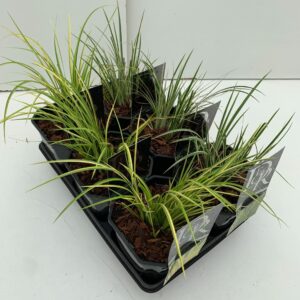Siergrassen mix Acorus mix in tray
(6 Plants/Order)(17cmP 40cmH)